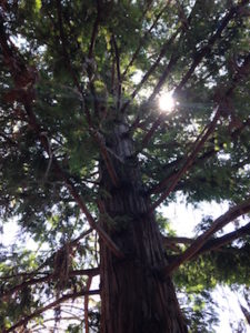 tall-tree-in-sunlight