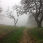 Gray dreary view of a path in the woods